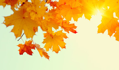 Naklejka na ściany i meble Autumn leaves on blurred nature background.