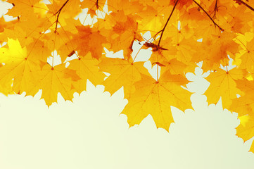 Autumn leaves on the sun.