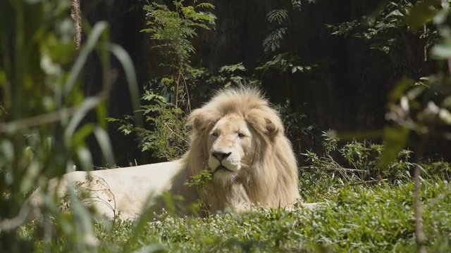 White male lion resting in the forest.