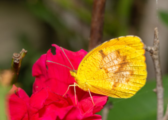 Fototapeta na wymiar Tiny Eurema lisa, Little Yellow butterfly feeding on a hot pink rose in summer garden