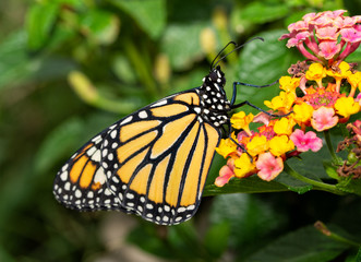 Fototapeta na wymiar Side view of a Monarch butterfly resting atop a Lantana flower cluster in summer