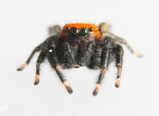 Beautiful black and orange Apache Jumping spider, Phidippus apacheanus, looking at the viewer