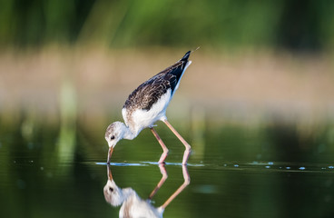 Searching for food.
