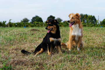 Chiens Border collie
