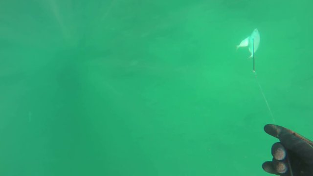 Underwater hunter, fisherman caught two fish with one shot. Double catch.
