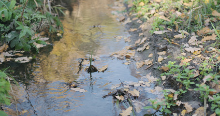 closeup of water stream in autumn park