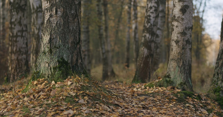 autumn wild park with birch trees low angle