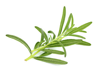 Fresh branch of rosemary close up.