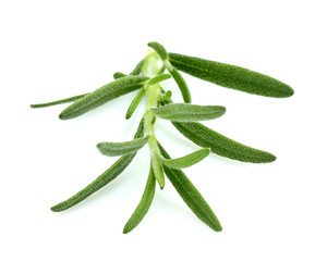 Rosemary isolated on white.