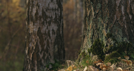 autumn wild park with birch trees low angle