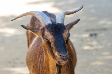 Billy Goat Portrait