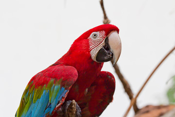 Green-winged Macaw Portrait