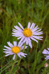 Aster alpinum