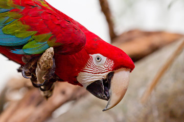 Green-winged Macaw Portrait