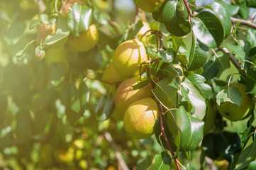 Pear tree with pears, organic natural fruits in a garden