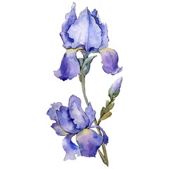 Purple iris. Floral botanical flower. Watercolour drawing aquarelle isolated. Isolated iris illustration element. - 231713923
