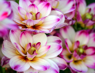 dahlia binky variety, closeup are bright white small sized chrysanthemums, pink spots on the tips of the blades and a yellow heart, a lot