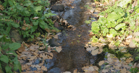 closeup of water stream in autumn park