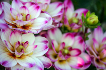 dahlia binky variety, closeup are bright white small sized chrysanthemums, pink spots on the tips of the blades and a yellow heart, one bud, a lot