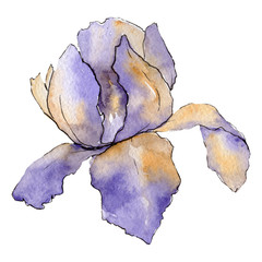 Purple iris. Floral botanical flower. Watercolour drawing aquarelle isolated. Isolated iris illustration element.