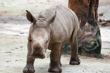 Obraz premium A closeup shot of a baby white rhinoceros or square-lipped rhino Ceratotherium simum while playing in a park in singapore