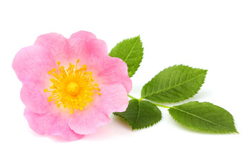 Wild rose flower isolated.