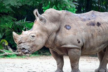 Naklejka premium A closeup shot of a white rhinoceros or square-lipped rhino Ceratotherium simum head while playing in a park in singapore