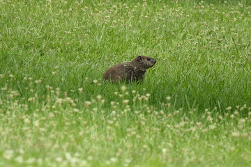Naklejka na ściany i meble A young Ground Hog, sometimes called a Whistle Pig, observes the area from his spot in the grass.