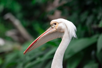 A closeup shot of pelican bird Pelecanus head while curiously looking in a park