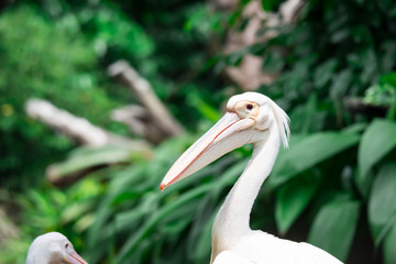 A closeup shot of pelican bird Pelecanus head while curiously looking in a park