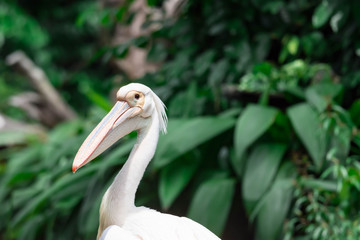 A closeup shot of pelican bird Pelecanus head while curiously looking in a park