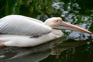 A closeup shot of pelican bird Pelecanus while swimming on water and looking for fish for food