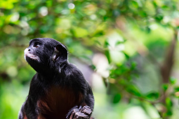 A red-bellied tamarin or white lipped tamarin Saguinus labiatus while exploring a tree in a forest