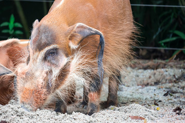 A closeup shot of a Red river hog Potamochoerus porcus while looking for food in soil © Bill