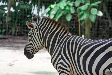 Fototapeta na wymiar A ccloseup shot of a head of a common Burchell's zebra Equus quagga in a park somewhere in Singapore
