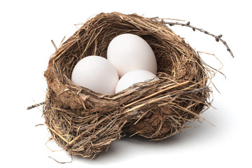 Bird nest with eggs