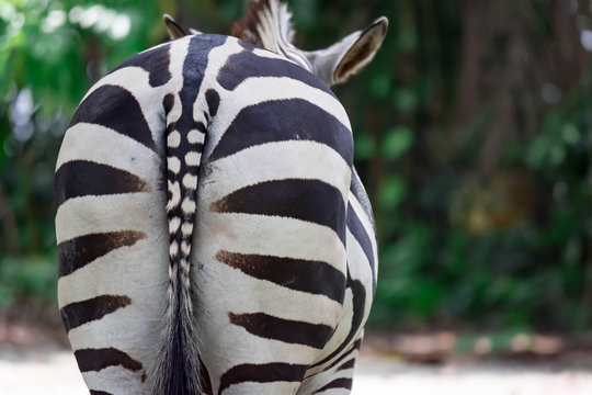 A ccloseup shot of the behind ass of a common Burchell's zebra Equus quagga in a park somewhere in Singapore