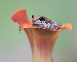 Amazon milk frog peeking over the petal of calla lily flower