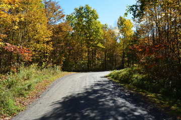 road in autumn forest