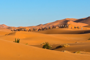 Fototapeta na wymiar A caravan of camels at Erg Chebbi, Merzouga, Morocco