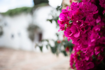 Big bougainvillea in a typical andalusian courtyard in Cordoba, Andalusia Spain