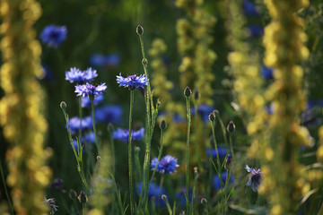 Cornflowers on meadow as background.