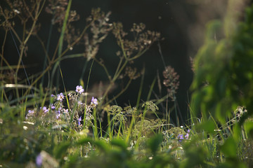 Blue flowers on the meadow.