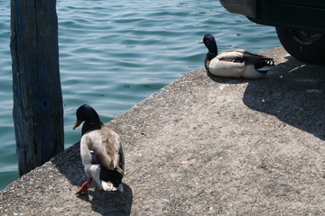 Anatre sulla banchina
