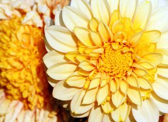 closeup a bright yellow with a white chrysanthemum of large size, dark yellow heart gradually lighter towards the tips of the petals, two flowers, one in full bloom and the second fade,