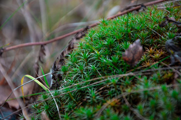 moss on tree