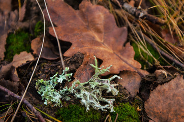 leaf