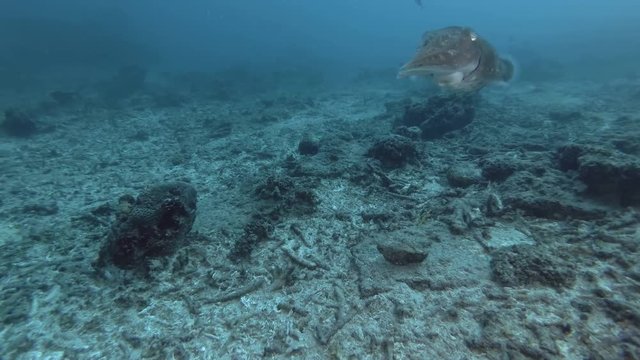 Cuttlefish slowly swim over a coral reef. Broadclub Cuttlefish - Sepia latimanus, Bali, Oceania, Indonesia