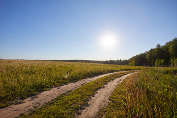 Rural landscape with a road. The road goes beyond the horizon. Sunny summer day