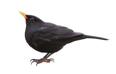 Eurasian Blackbird (Turdus merula), Male, isolated on white background